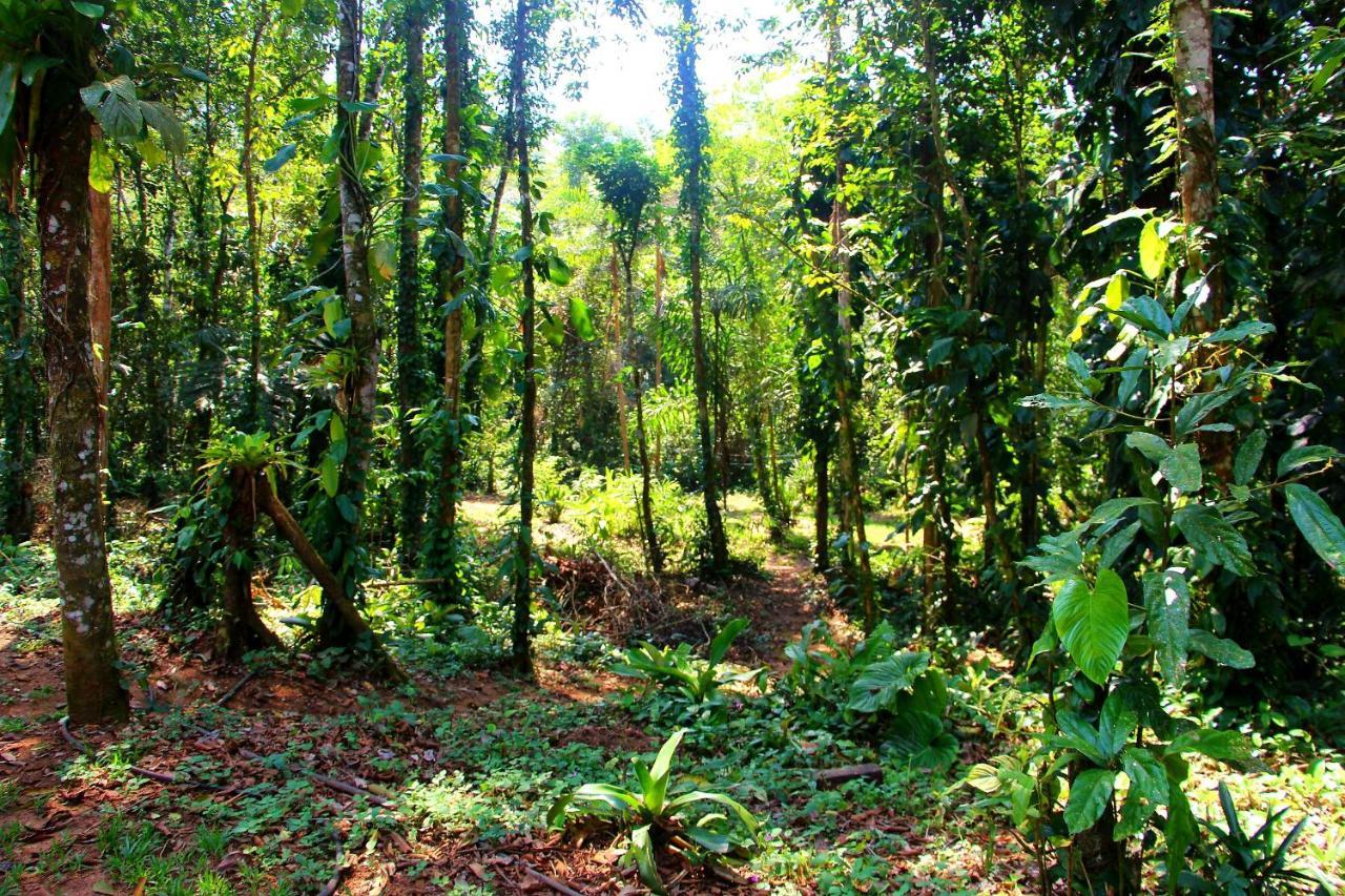 Sitio Das Bromelias Cachoeira Do Tombador Ubatuba Extérieur photo